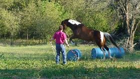 Christi Rains' Level 2 & Level 3 students see positive reflexes with their horses